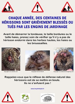 Chaque annee des centaines de herissons sont blesses ou tues par les engins de jardinage